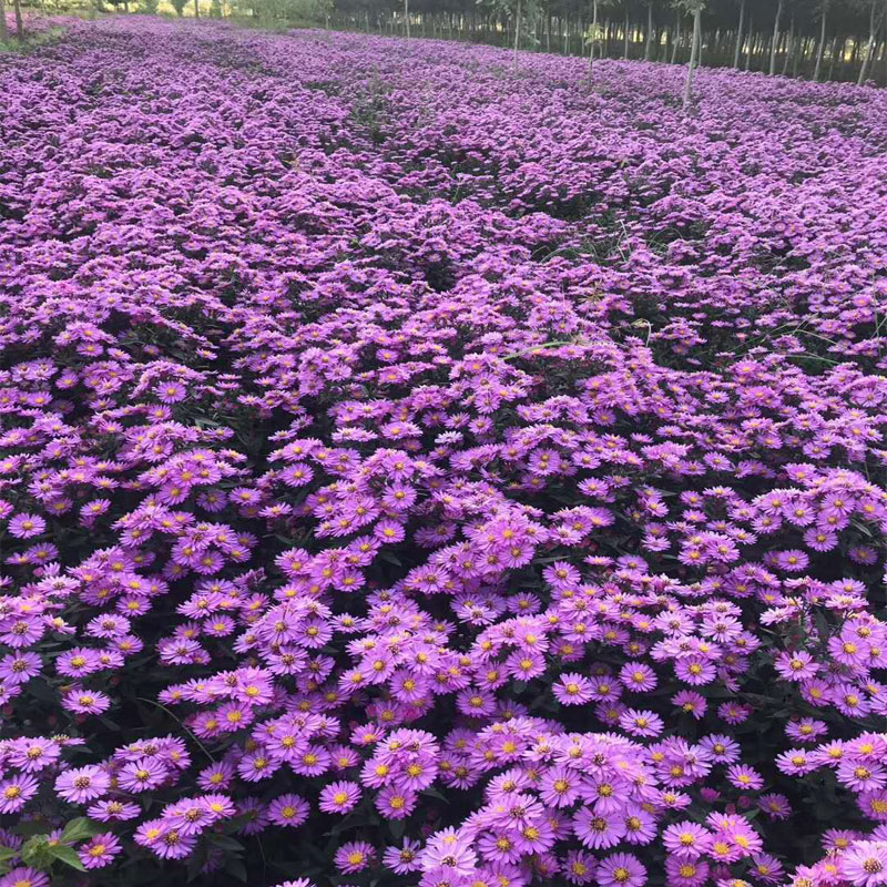 荷兰菊（皇冠紫）